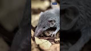 Tiny Wonders 5 Smallest Animals In The World
