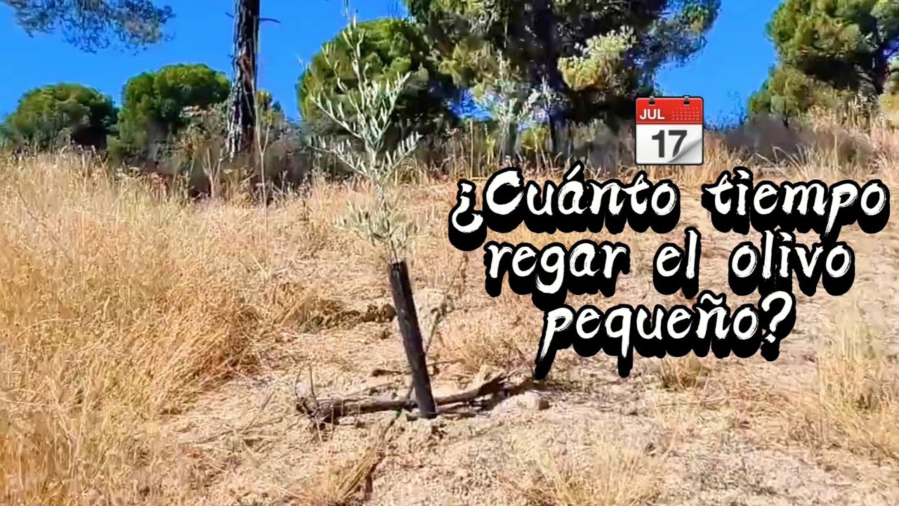 💧| RIEGO en OLIVOS JÓVENES | evita que se sequen 🛑
