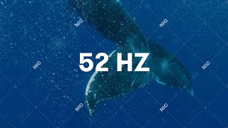 Sokół - 52Hz Official Audio