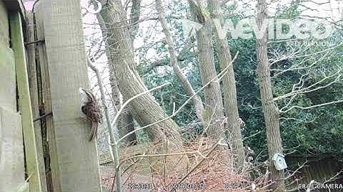 Treecreeper Nest Video 1