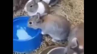 Cute bunnies