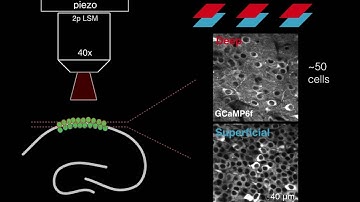 Sublayer-Specific Coding in Hippocampal Area CA1