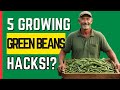 Unlock the secrets growing huge  juicy green beans made easy