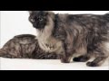 Cats 101 Animal Planet - Kurilian Bobtail ** High Quality ** の動画、YouTube動画。