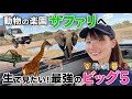 タンザニアのサファリツアーでビッグ5を探す旅がおもろすぎた。
