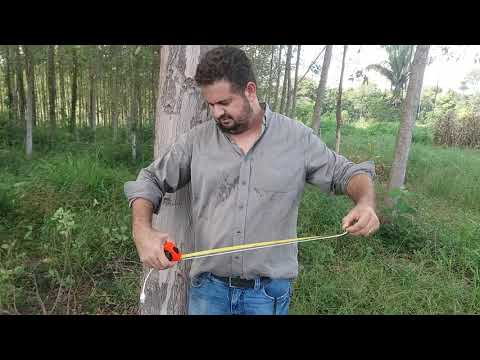 Vídeo: Como se mede a circunferência da árvore?