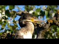 Cormorán!!! magnificas aves acuáticas que capturan peces zambulléndose bajo el agua.