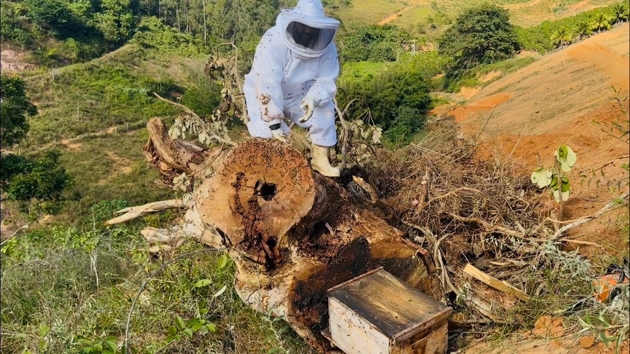 CAPTURA MUITO DIFÍCIL 🐝 Abelhas apis