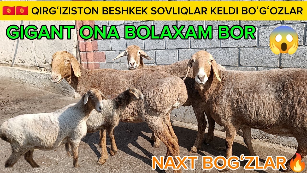 😱 ARASHAN QOʻCHQORLA SOTUVDA  ONA BOLANI NOYOBIDAN KELDI SHOSHILAMIZ BUNAQASI KAM KELADI 😱😱