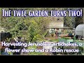 Rescuing Robins, harvesting artichokes and a late flower show.