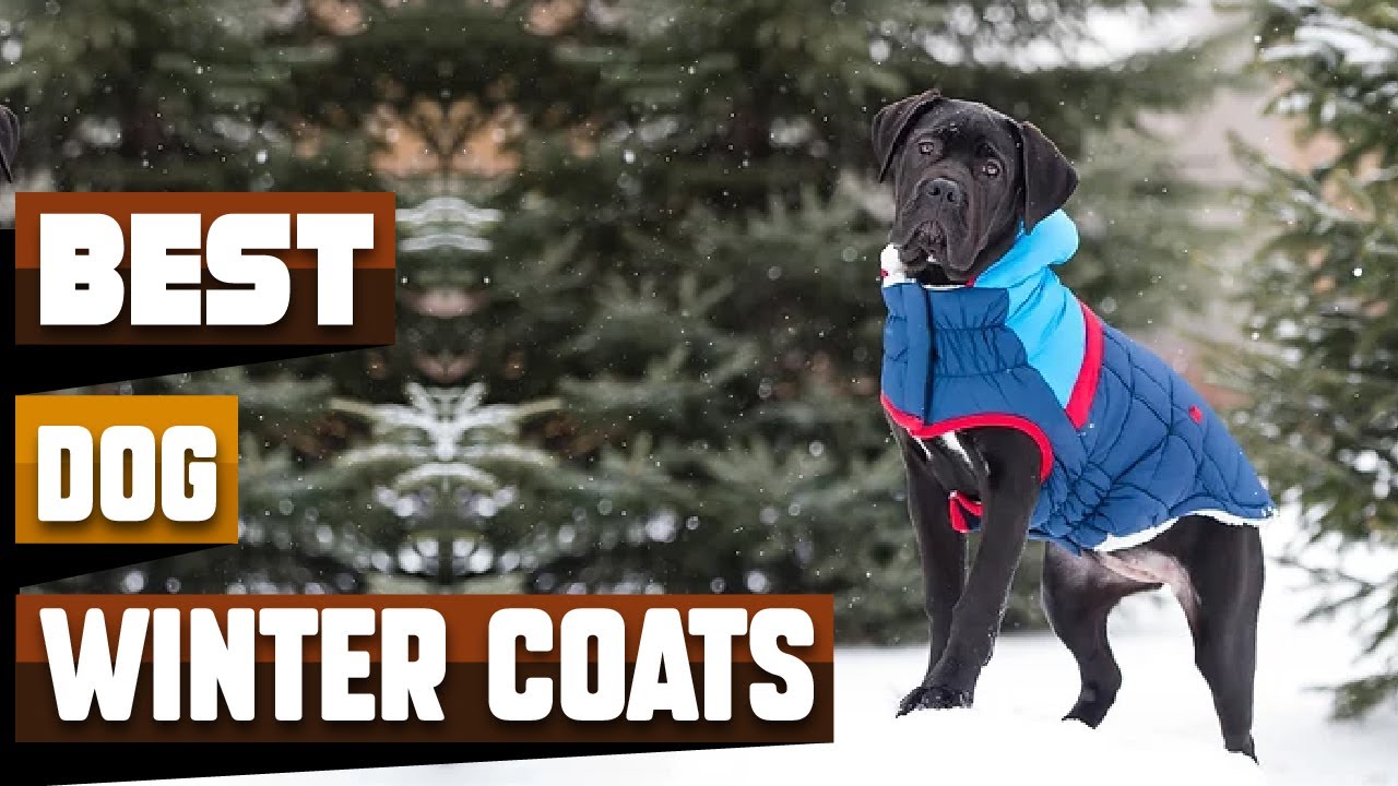 Best Dog Winter Coat In 2026 - Top 10 Dog Winter Coats Review