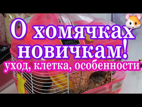 Уход и содержание джунгарского хомячка в домашних условиях