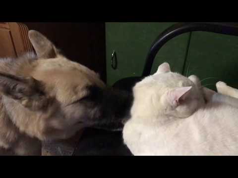 Video: 61 Kaķis Un Suns, Kas Izņemts No Nelielas, Netīras Mājas Dzīvnieku Nežēlības Lietā