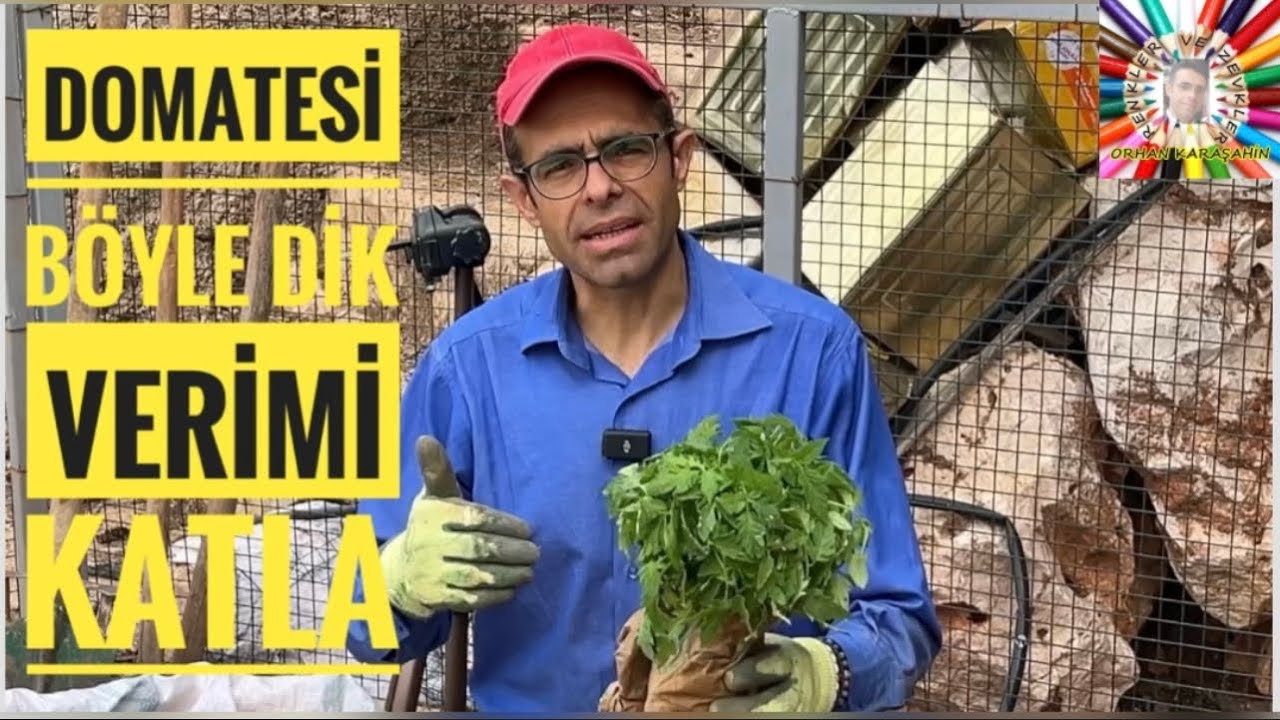 Doğal gübre harmanı ile domates fidesi dikimi 🌱🍅