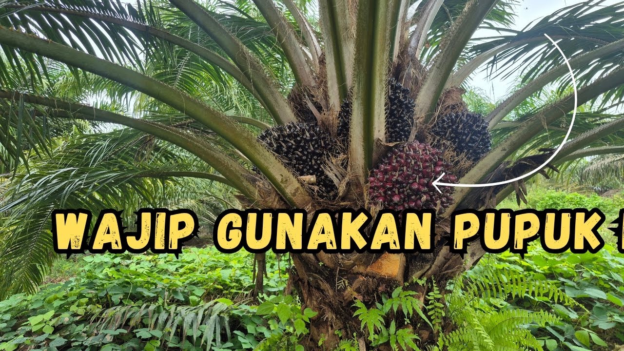 Wajip Menggunkan Pupuk Ini!!! Agar Hasil Buah Maksimal