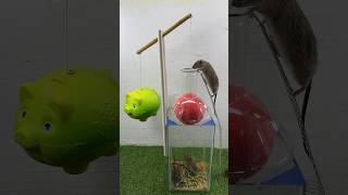 Top Homemade Mouse Trap Ideas Using Balls // Mouse Trap 2 #Rattrap #Rat #Mousetrap #Shorts