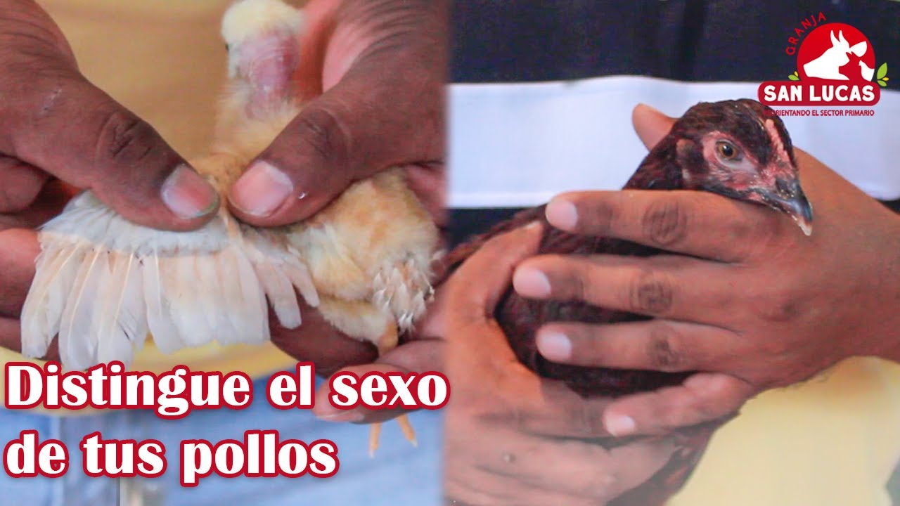 ¿Macho o hembra? Así es como se distingue el sexo de los pollitos | Granja San Lucas