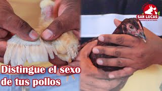 Male or female? This is how you tell the sex of chicks | San Lucas Farm