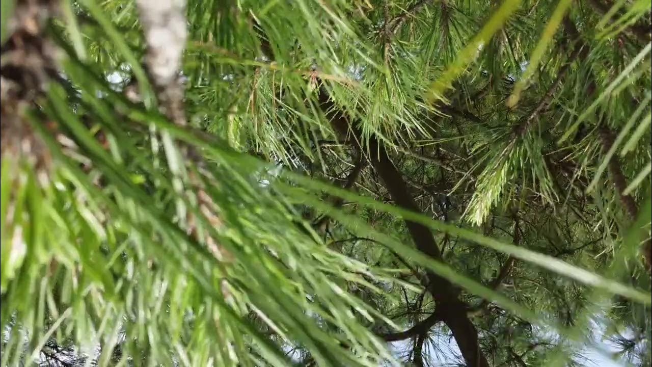 念頭平松1 YouTube