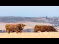 Razas de ganado Santa Gertrudis ) Las mejor razas de ganado para carne