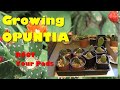 The Plant Traveller: Growing Opuntia from Pads