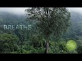 Forest Song - Breathe | A Healing Forest Nature Video