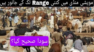 karachi Mandi | Big bull | Heavy bull | Cow Mandi Rates | Kamaal ka soda | Naseeb ka soda