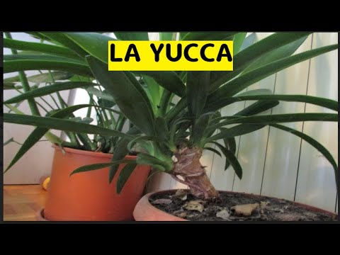 Video: La Yucca è commestibile: informazioni sulla coltivazione della Yucca per il cibo