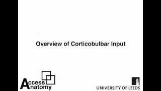 Corticobulbar   Overview