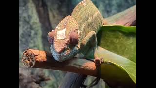 Chameleon Expoziție De Tarantule Și Reptile Vii - Iulius Mall - Cluj-Napoca - Sep 29, 2025