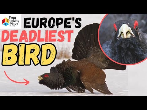 Ito pala ang Pinaka delikadong Ibon ng Europe | Top 9 Amazing Birds of Europe