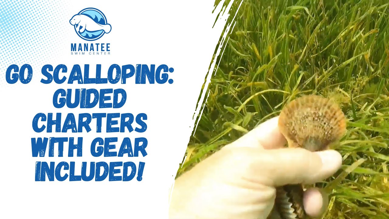 Go Scalloping: Guided Charters With Gear Included! | Manatee Swim Center