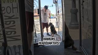 Doberman Goes Inside Hawkins Headquarters… Didn’t Expect This 👀🎬🐶