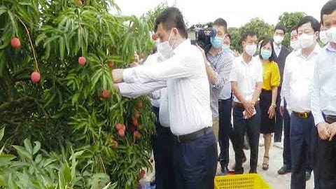 Hải Dương kết nối, xúc tiến tiêu thụ vải thiều Thanh Hà và nông sản tiêu biểu