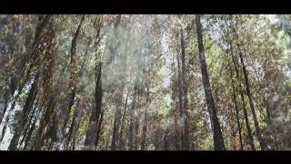 Cinematic Video   HUTAN PINUS  Canon Eos M3720P HD