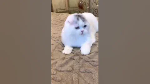 Video 10294271: scottish fold munchkin cat, tabby scottish fold, white scottish fold cat, britishshorthair scottishfold cat, scottish fold silver
