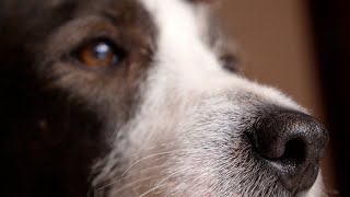 Ask the vet: Expert answers to your top questions