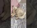 #кошка#котики#cat#catshorts #cats #catvideos #catlife #likeforlikes #likeandsubscribe