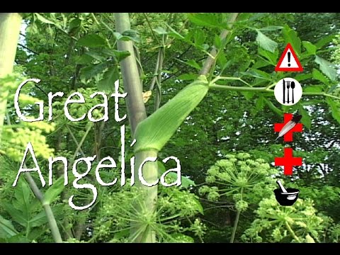 Video: Angelica Officinalis - Useful Properties And Uses Of The Medicinal Angelica Plant