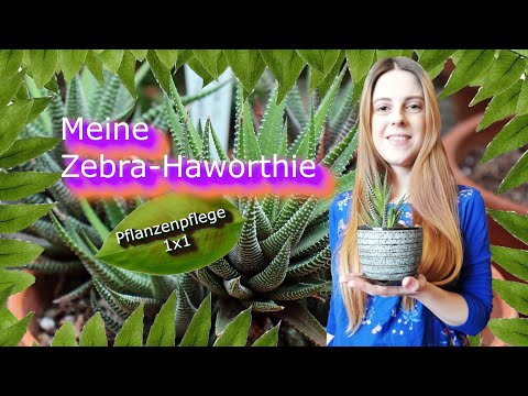 Video: Arten Und Namen Von Haworthia (35 Fotos): Perle Und Kahnbein, Fasciata Und Limypholia, Gewunden Und Retusa, Attenuata Und 