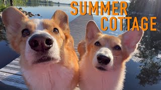 SUMMER VACATION 1\/2 - Topi the Corgi