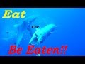 Under water footage  dogtooth tuna wahoo jobfish barracuda