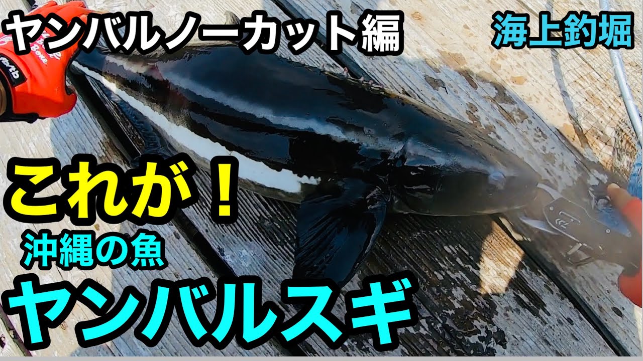Sea Fishing Pond Treasures] Miracle Video! Okinawa's Fish, Yanbaru