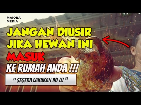 Video: Berhati-hati Daripada Top 10 Binatang Binatang ini Di Rumah Anda