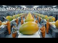 Inside a Modern Mango Factory | Full Production Process