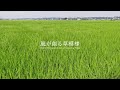 風が創る草模様 風の音 | 3時間 wind sound | ASMR | 睡眠