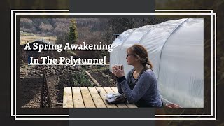 A Spring Awakening In The Polytunnel | Top Dressing | Tomato Seeds