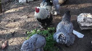 Blue brahma Hens - BSO Rooster - Natural vitamins from my garden / (intro air baloon logo aGRokota)