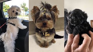 Dogs Videos But Try Not To Laugh🤣😂 by gudradry 2,231 views 3 weeks ago 14 minutes, 16 seconds