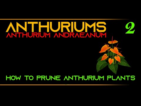 Video: Anthurium Pruning Guide - Kawm Txog Kev Txiav Rov Qab Anthurium Cog